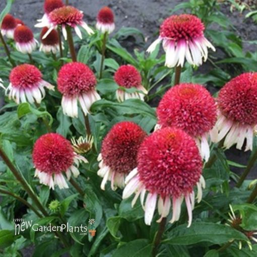 Picture of Echinacea 'Strawberry and Cream' Coneflower - One Quart Pot