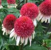 Picture of Echinacea 'Strawberry and Cream' Coneflower - One Quart Pot