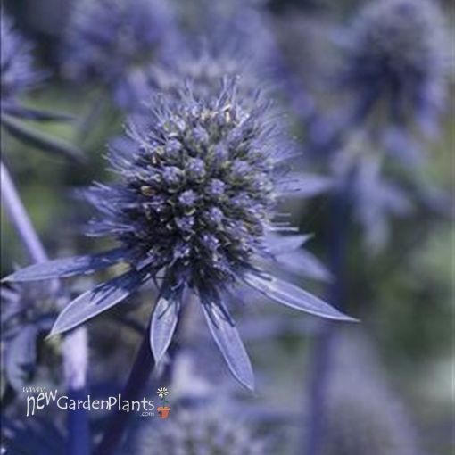 Picture of Eryngium 'Blue Glitter' - One Quart Pot