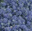 Picture of Eryngium 'Blue Glitter' - One Quart Pot