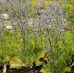 Picture of Eryngium 'Blue Glitter' - One Quart Pot