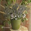 Picture of Eryngium 'Blue Glitter' - One Quart Pot