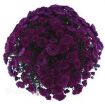 Picture of Chrysanthemum 'Purple' - One Quart Pot