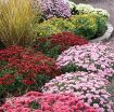 Picture of Chrysanthemum 'Purple' - One Quart Pot