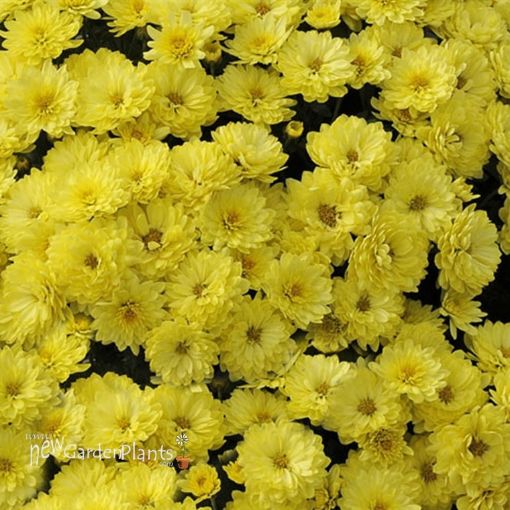 Picture of Chrysanthemum 'Yellow' - One Quart Pot