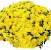 Picture of Chrysanthemum 'Yellow' - One Quart Pot