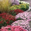 Picture of Chrysanthemum 'Yellow' - One Quart Pot