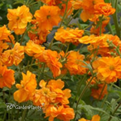 Picture of Geum 'Fire Storm' - One Quart Pot