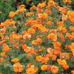 Picture of Geum 'Fire Storm' - One Quart Pot