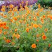 Picture of Geum 'Fire Storm' - One Quart Pot