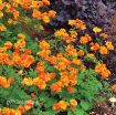 Picture of Geum 'Fire Storm' - One Quart Pot