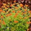 Picture of Geum 'Sunkissed Lime' - One Quart Pot