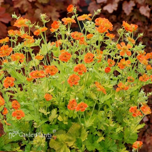 Picture of Geum 'Sunkissed Lime' - One Quart Pot