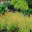 Picture of Geum 'Sunkissed Lime' - One Quart Pot