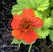 Picture of Geum 'Sunkissed Lime' - One Quart Pot