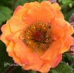 Picture of Geum 'Tempo Orange' - One Quart Pot