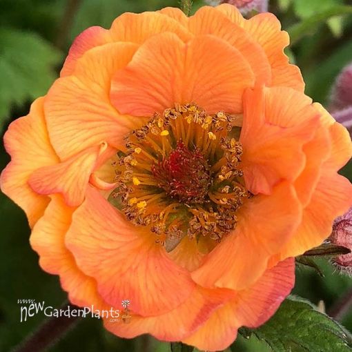 Picture of Geum 'Tempo Orange' - One Quart Pot