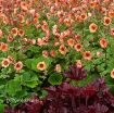Picture of Geum 'Tempo Orange' - One Quart Pot