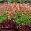 Picture of Geum 'Tempo Orange' - One Quart Pot