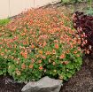 Picture of Geum 'Tempo Orange' - One Quart Pot