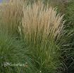 Picture of Calamagrostis 'Karl Foerster' Feather Reed Grass - One Quart Pot