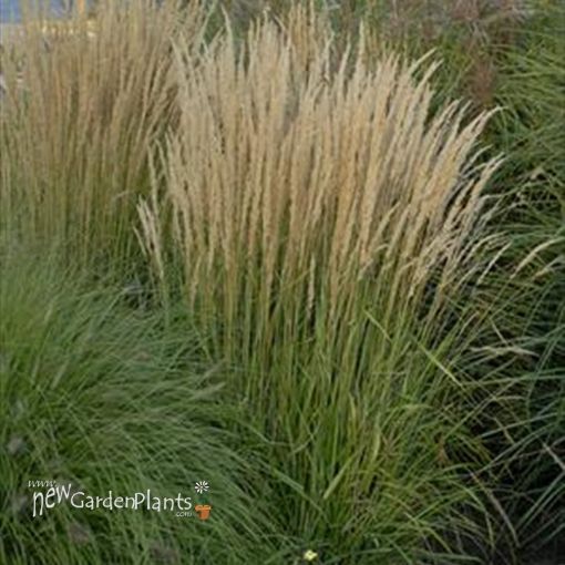 Picture of Calamagrostis 'Karl Foerster' Feather Reed Grass - One Quart Pot