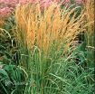 Picture of Calamagrostis 'Karl Foerster' Feather Reed Grass - One Quart Pot