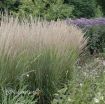 Picture of Calamagrostis 'Karl Foerster' Feather Reed Grass - One Quart Pot