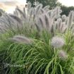 Picture of Pennisetum 'Lemon Squeeze' PPAF CPBRAF - One Quart Pot