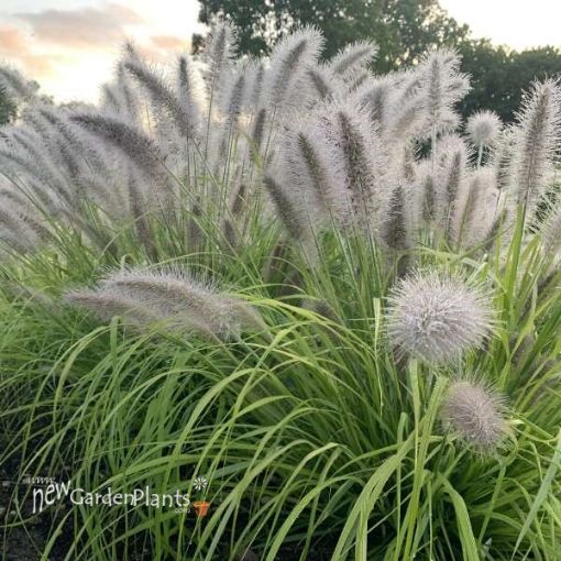 Picture of Pennisetum 'Lemon Squeeze' PPAF CPBRAF - One Quart Pot
