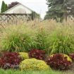 Picture of Pennisetum 'Lemon Squeeze' PPAF CPBRAF - One Quart Pot