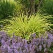Picture of Pennisetum 'Lemon Squeeze' PPAF CPBRAF - One Quart Pot