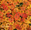 Picture of Helenium 'Mariachi Salsa' Sneezewort - One Quart Pot