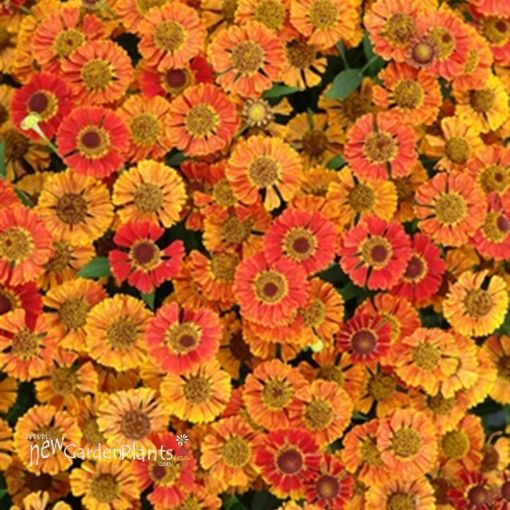 Picture of Helenium 'Mariachi Salsa' Sneezewort - One Quart Pot