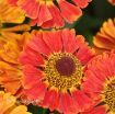 Picture of Helenium 'Mariachi Salsa' Sneezewort - One Quart Pot