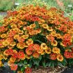 Picture of Helenium 'Mariachi Salsa' Sneezewort - One Quart Pot