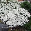 Picture of Iberis 'Snowflake' - One Quart Pot