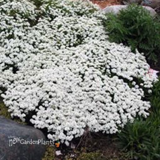 Picture of Iberis 'Snowflake' - One Quart Pot