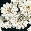 Picture of Iberis 'Snowflake' - One Quart Pot