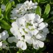 Picture of Iberis 'Snowflake' - One Quart Pot