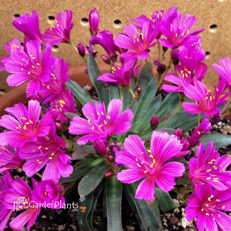 Lewisia 'Little Raspberry' - One Quart Pot. New Garden Plants
