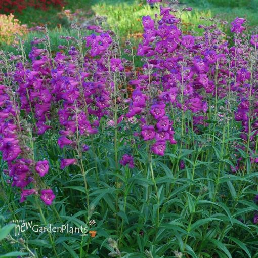 Picture of Penstemon 'Cha Cha™ Purple' Beardtongue - One Quart Pot