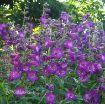Picture of Penstemon 'Cha Cha™ Purple' Beardtongue - One Quart Pot