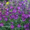 Picture of Penstemon 'Cha Cha™ Purple' Beardtongue - One Quart Pot