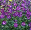 Picture of Penstemon 'Cha Cha™ Purple' Beardtongue - One Quart Pot