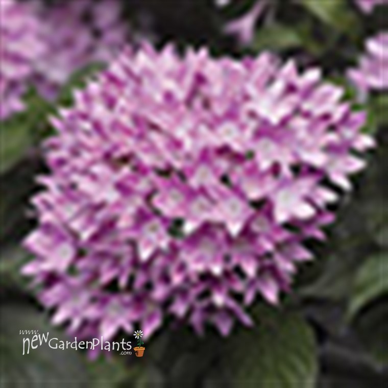 Pentas 'Starcluster™ Lavender' - 4.5