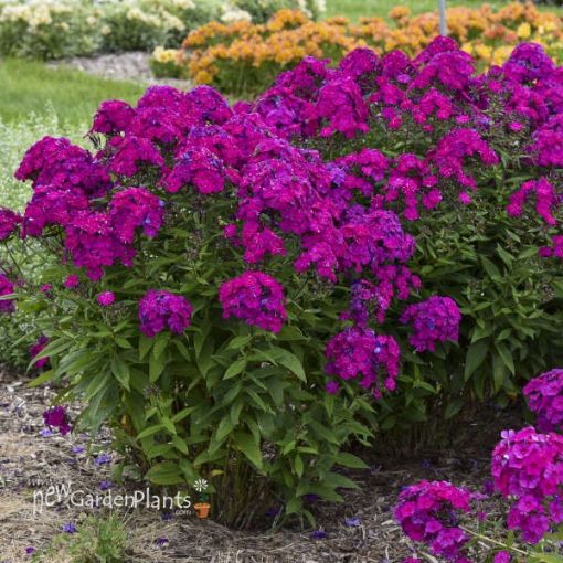 Picture of Phlox 'Ultraviolet' LUMINARY™ Collection Tall Phlox - One Quart Pot