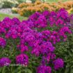 Picture of Phlox 'Ultraviolet' LUMINARY™ Collection Tall Phlox - One Quart Pot