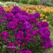 Picture of Phlox 'Ultraviolet' LUMINARY™ Collection Tall Phlox - One Quart Pot