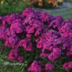 Picture of Phlox 'Ultraviolet' LUMINARY™ Collection Tall Phlox - One Quart Pot